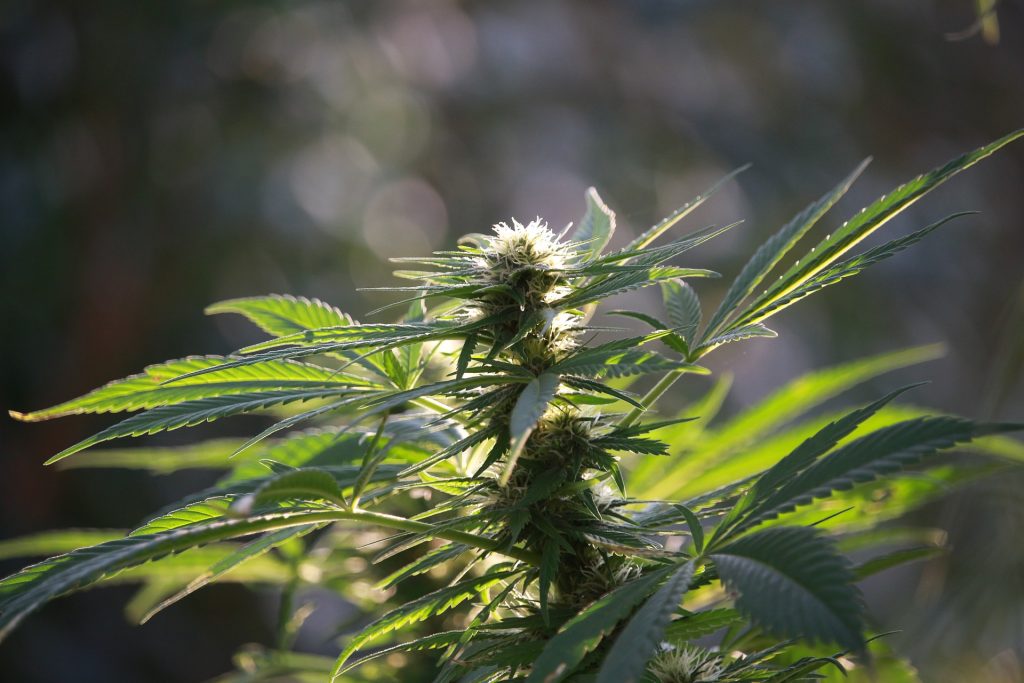 Florida getting close to legalising cannabis
