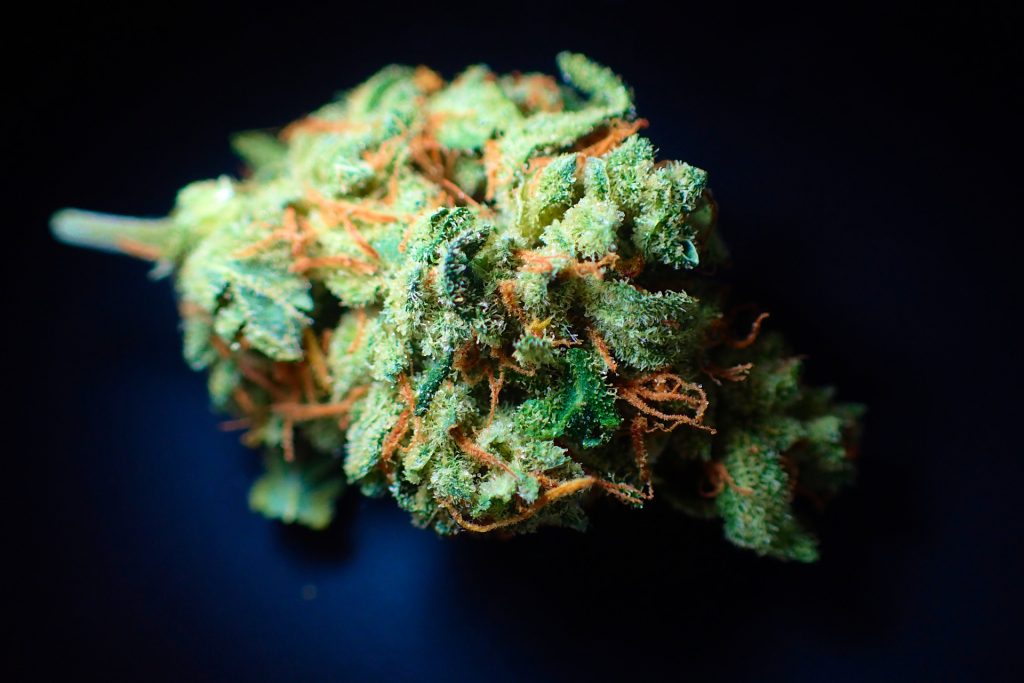 Close-up of cannabis bud