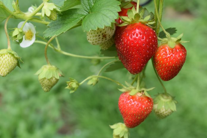 CBD strawberries